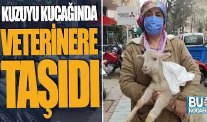 Kocaeli Haber- Yaralı kuzuyu kucağında bebek gibi böyle taşıdı